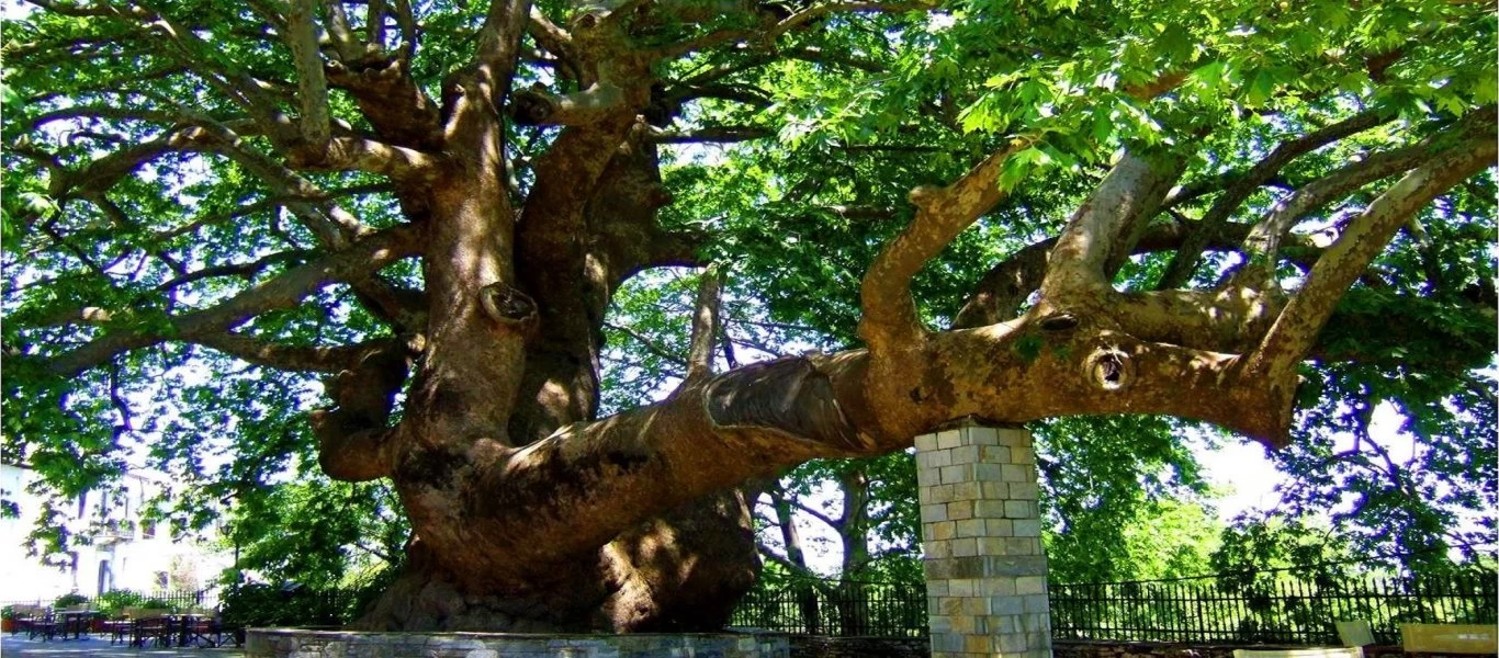 Διατηρητέα μνημεία της φύσης τέσσερα υπεραιωνόβια πλατάνια στη Θεσσαλονίκη